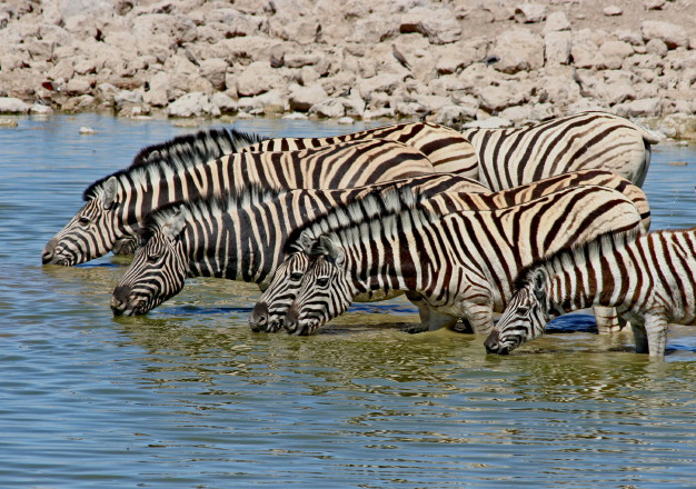 230 Etosha NP, zebra.JPG